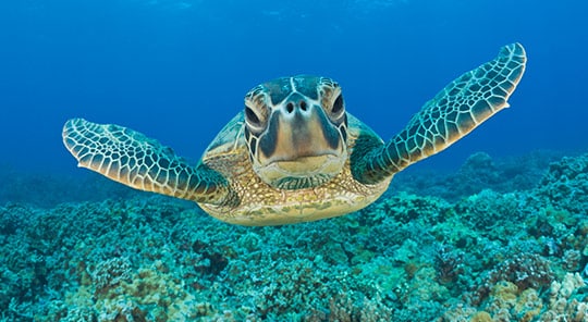 reconocemos la responsabilidad de impulsar el desarrollo de las telecomunicaciones